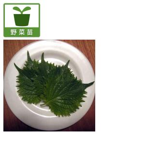 野菜の苗/青しそ3〜3.5号ポット 24株セット 送料無料｜engei