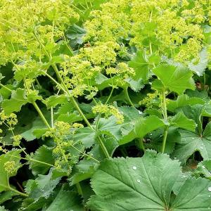 日本花キ流通 原種クリスマスローズ苗 デュメトルム 実生苗 落葉性 9cm