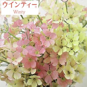 草花の苗 26年11月中下旬予約 サクラソウ ウインティーピーチ3.5号ポット