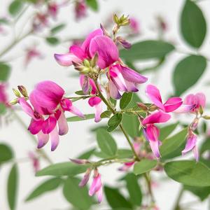 日本花キ流通 予約販売 木瓜 日月星 9cmポット 開花予定株 ボケ 花苗