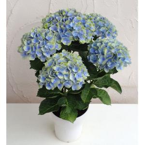 孔雀サボテン ホワイトマジック 白花 5号鉢 多肉植物 充実株 250610