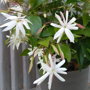 君子蘭 苗 黄花君子蘭 5号鉢 クンシラン 260319 : お花処 昌山園