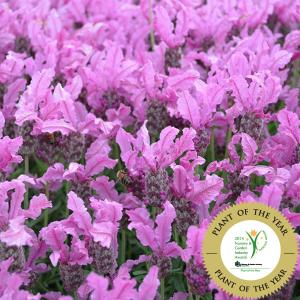 花苗 ラベンダー ザ・プリンセスPVP 2株 / 花の苗 ハーブ苗 芳香 香り