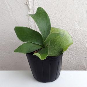 おしゃれ 観葉植物：ビカクシダ コウモリラン ネザーランド*5号