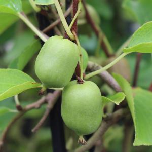 サルナシ 品種の商品一覧 通販 Yahoo ショッピング