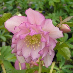 クリスマスローズ開花株 DDカップ咲きホワイト 058 現品限り : 金井