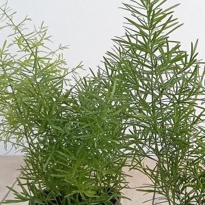 観葉植物/アスパラガス:スプレンゲリー3号ポット苗の商品画像