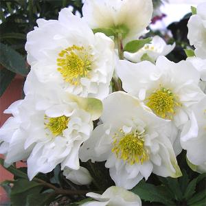 草花の苗 26年10月中下旬予約 クリスマスロー...の商品画像