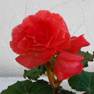 球根ベゴニア 花の苗 の商品一覧 苗 花 ガーデニング 通販 Yahoo ショッピング