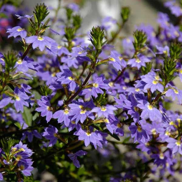 草花の苗 スカエボラ ブルーファンフラワー3-3.5号ポット