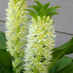 パイナップルリリーの商品一覧 通販 Yahoo ショッピング