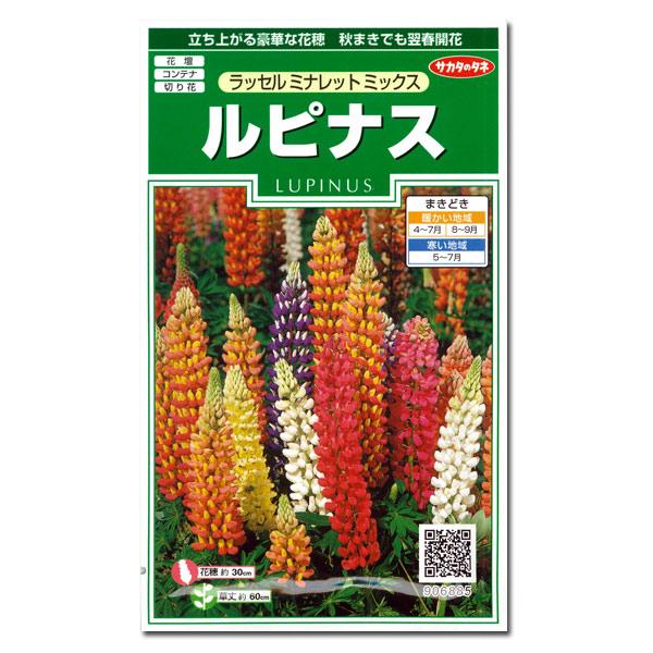 ルピナス：ラッセルミナレットミックスの種 サカタ　花タネ