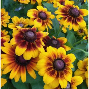 草花の苗 (わけあり特価)ルドベキア トト ラス...の商品画像