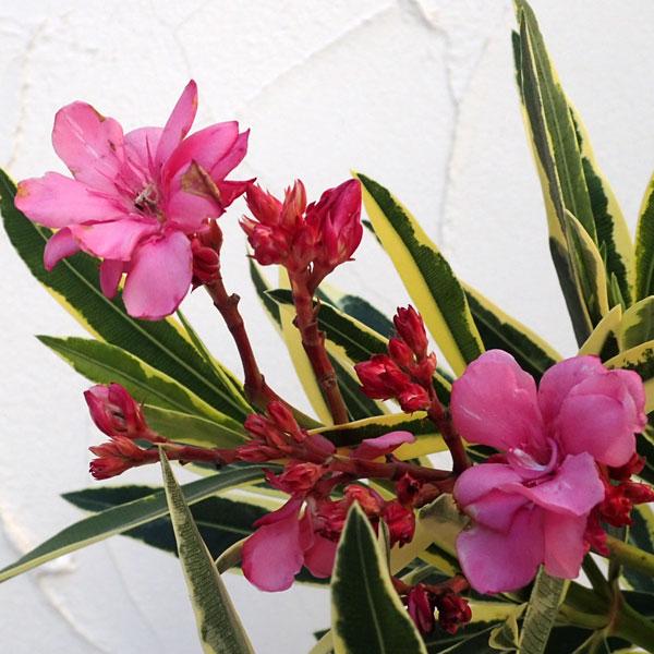 花木 庭木の苗/キョウチクトウ（夾竹桃）：斑入り桃花5号ポット