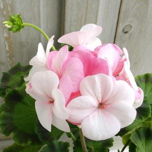 2026年1月】ゼラニウム 苗のおすすめ人気ランキング - Yahoo!ショッピング