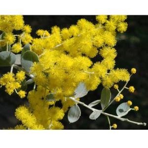 アカシアの木 パールアカシア 5号（または6号）鉢植え : 苗木部 花