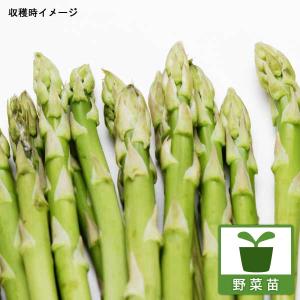 野菜の苗 アスパラガス メリーワシントン2.5〜3号ポット