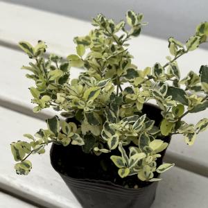 サボテン：コピアポア ハセルトニアナ 逆鱗丸*幅4cm : 遊恵盆栽