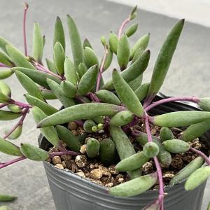 多肉植物 エケベリア ミニベル錦 7.5cmポット苗 : ハニーミント - 通販