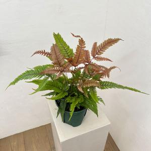 観葉植物 プテリス トリカラー 5号鉢植え