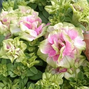 花の苗 苗 花 ガーデニング 通販 Yahoo ショッピング