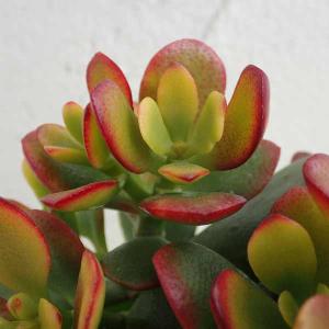 華花月(金運。縁起物✨)20年以上生育 花月（かげつ）約15〜20cm 縁起物金運アップ 金のなる木 多肉植物