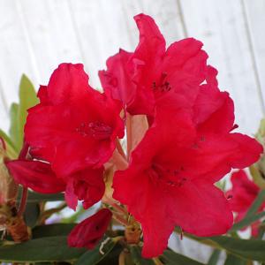 西国三葉躑躅（サイコクミツバツツジ）サイゴクミツバツツジ : 日本