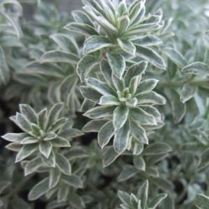 園芸ネット オーストラリア花木 花木 庭木の苗 Yahoo ショッピング