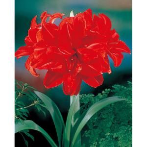 （わけあり特価）アマリリス（八重咲き） 赤 1球ポット植え