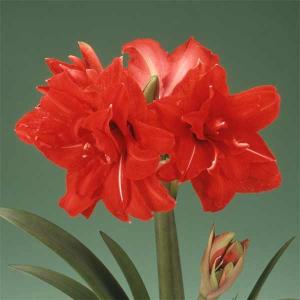 アマリリス 八重 球根 種芋 の商品一覧 花 ガーデニング 通販 Yahoo ショッピング