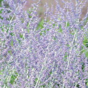 日本花キ流通 原種クリスマスローズ苗 デュメトルム 実生苗 落葉性 9cm