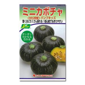 ミニかぼちゃ パンプキッズ 野菜タネ *｜engei