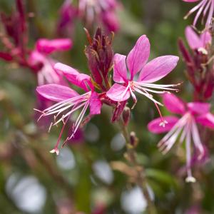 花ガウラの商品一覧 通販 Yahoo ショッピング