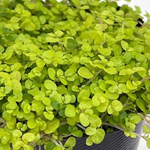 観葉植物 ベビーティアーズ ライトグリーン系3号ポット