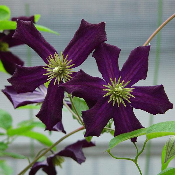 クレマチスの苗 クレマチス ロマンチカ3.5号ロングポット(ジャックマニー・ビチセラ系)