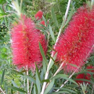 花木 庭木の苗 セルリア（ジョーイセルリア） フロリダ スパーブ
