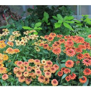 ルドベキア サハラの商品一覧 通販 Yahoo ショッピング