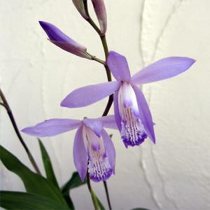 クリスマスローズ ダブル/(赤系)3.5〜4寸苗 : 岩崎園芸ネットストア