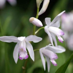 国華園 ラン・山野草 三蝶咲シラン 1株 : 花と緑 国華園 - 通販