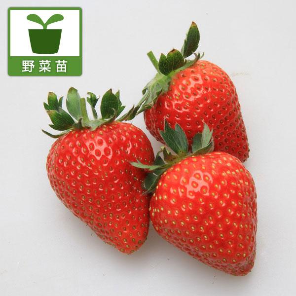 野菜の苗 イチゴ おいCベリー大苗4号ポット