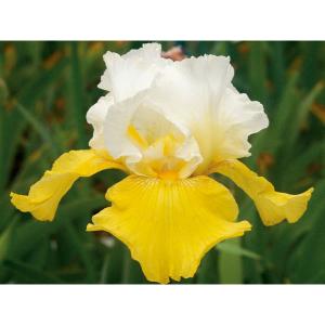 草花の苗 ジャーマンアイリス エコーデ フランス3.5号ポット