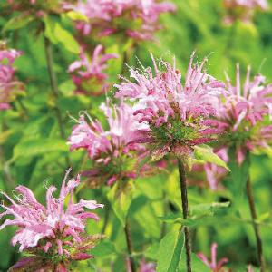 モナルダ ピンク 3号ポット苗 : 苗木部 花ひろばオンライン - 通販