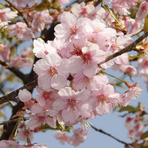 花木 庭木の苗 桜 大漁桜（タイリョウザクラ）接木苗5号ポット