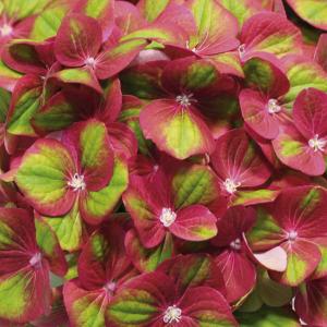 日本花キ流通 山アジサイ 伊予獅子てまり 10.5cmポット ヤマアジサイ