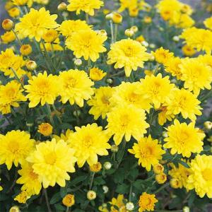 山野草の苗 ヒメフウロソウ（姫風露草） 桃花八重2.5〜3号ポット