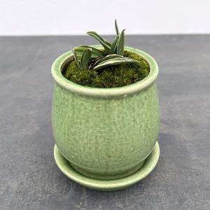 観葉植物 おしゃれ ムラサキオモト 紫万年青 オーロラ 5号鉢 たまご