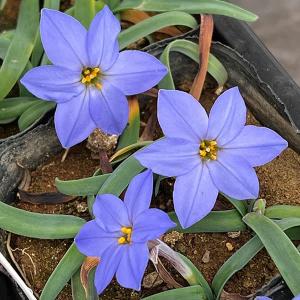 （わけあり特価）ハナニラ（イフェイオン） ジェシー4球植え3号ポット