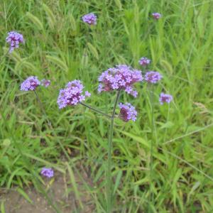 草花の苗 バーベナ ボナリエンシス 3号ポット 2株セット