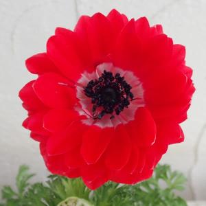 クリスマスローズ 原種 チベタヌス 2年生 3株植え 駄温鉢（甘粛省）H