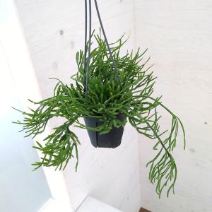 多肉植物 ハンギング リプサリス プニセオディスカス 5号 1鉢 お